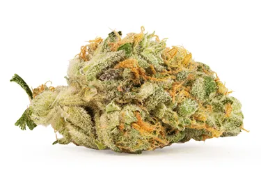 Product image of Garlic Haze - BC Green - Dried Flower