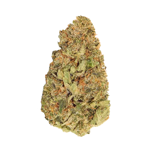 Where's My Bike - Good Supply - Dried Flower