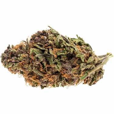 Product image of Royal Highness - Good Supply - Dried Flower