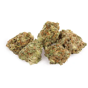 Product image of Chocolope - Aurora - Dried Flower