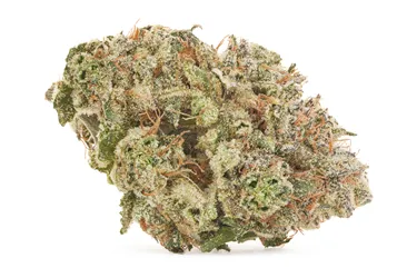 Product image of Strawberry Gary - Coterie - Dried Flower