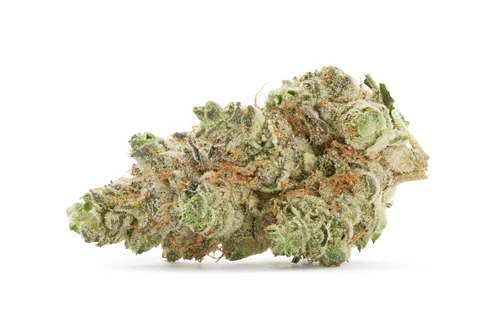 Triple Burger - Tribal - Dried Flower