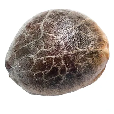 Product image of Super Lemon Haze - 34 Street Seed Co. - Seeds