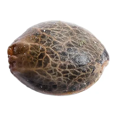Product image of Lemon Sapphire - 34 Street Seed Co. - Seeds