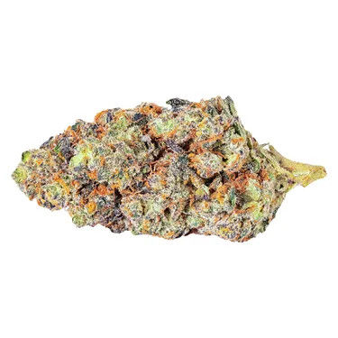 Product image of Apple Banana Cndy - Tenzo - Dried Flower