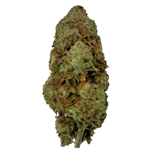 Magik Dragon - Puffer's Paradise - Dried Flower