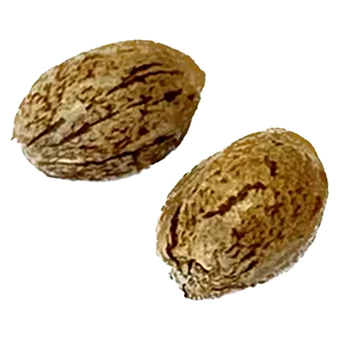 Product image of Modified Animal Cookies Feminized - Clone Collector Seed Bank - Seed
