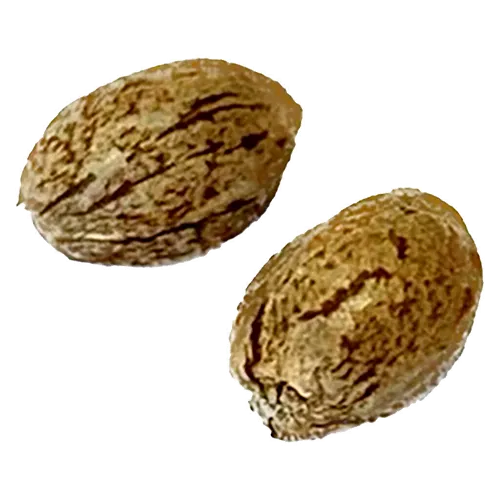 Product image of Modified Animal Cookies Feminized - Clone Collector Seed Bank - Seed