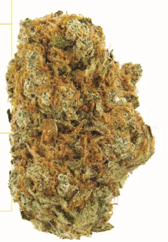 Product image of Zest - Qwest - Joints