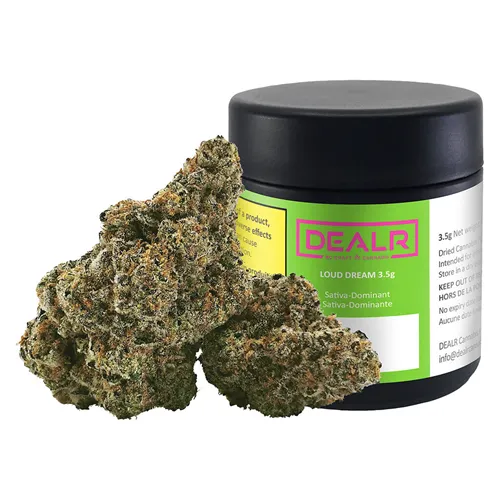 Loud Dream - DEALR - Dried Flower