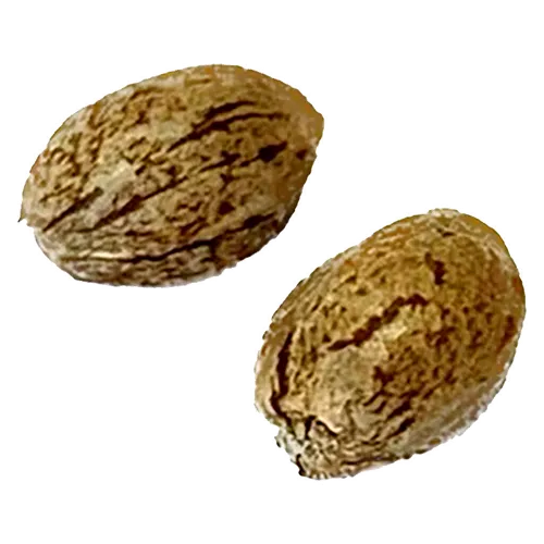 Product image of Tangerine Truffle Breath Feminized - Clone Collector Seed Bank - Seeds