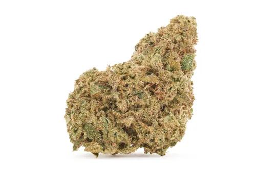 Product image of Britney's Frozen Limelight - Trailblazer - Dried Flower