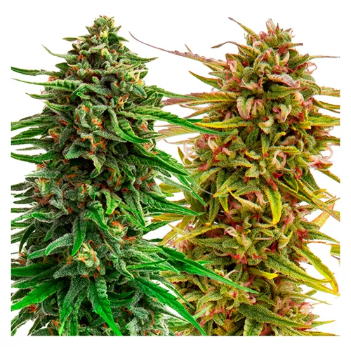 Cannabis Cup Autoflower Feminized Seed Multi Pack - Weathered Islands Craft Cannabis - Seeds