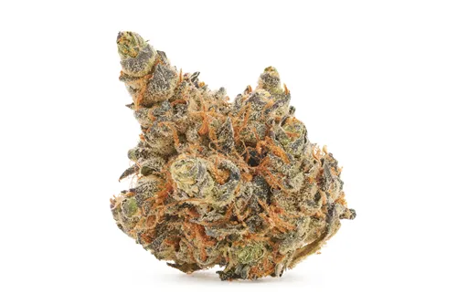 Product image of Black Roses - Choklit Park - Dried Flower