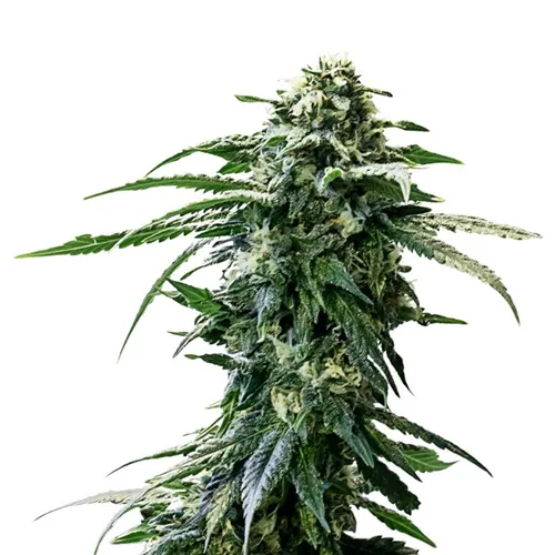 Product image of AK-47 Seeds (Autoflower) - 34 Street Seed Co. - Seeds