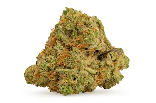 Product image of Red Pop Rntz - Highly Dutch - Dried Flower