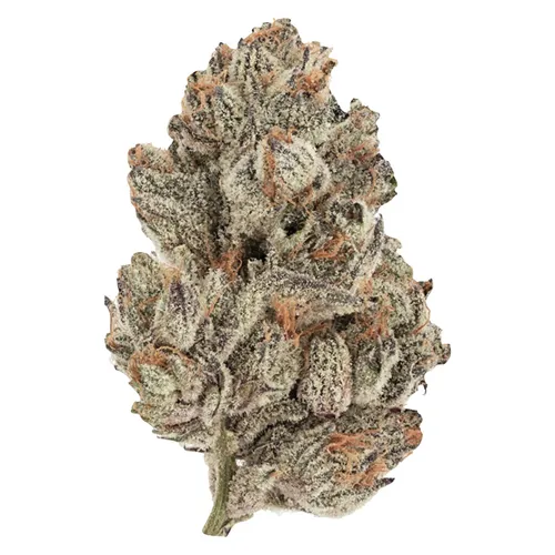 Trainwreck - Station House - Dried Flower