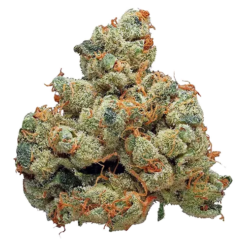 Product image of Rocket Candy - WINK - Dried Flower