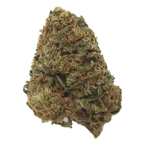 Product image of 12-Point Bud - Dykstra Greenhouses - Dried Flower