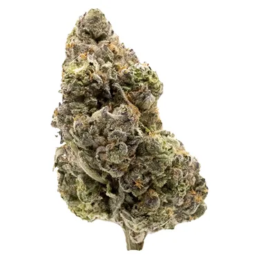 Product image of Midnight Sherb - FIGR - Dried Flower