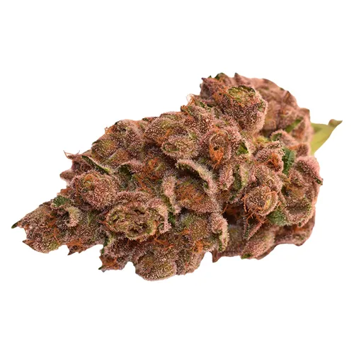 Day & Night - Thumbs Up - Dried Flower