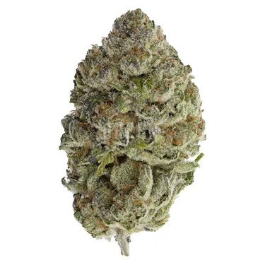 Product image of Bluefin Tuna - Sheeesh! - Dried Flower