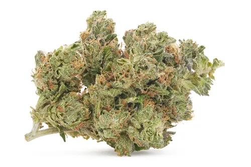 Product image of Master Kush Ultra - Pistol and Paris - Dried Flower