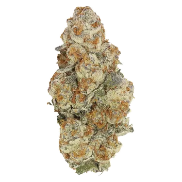 Product image of Astronaut Status - Carmel - Dried Flower