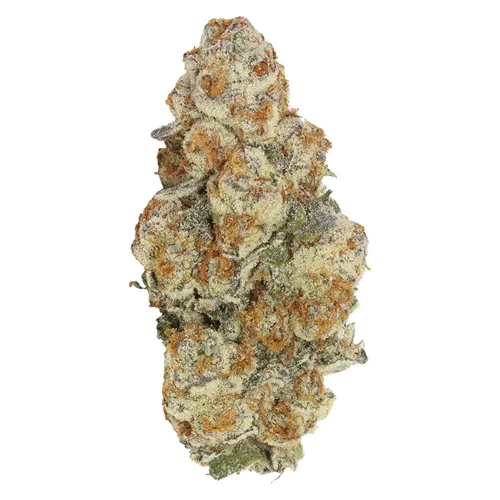 Product image of Astronaut Status - Carmel - Dried Flower