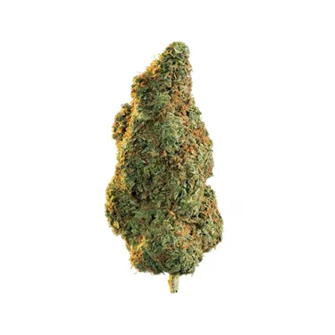 Product image of Casa Blanca - Edison - Dried Flower