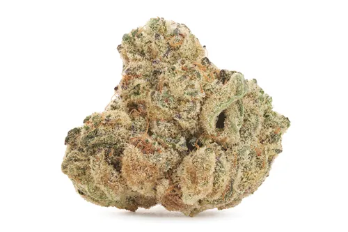 Bubble Up - Tribal - Dried Flower