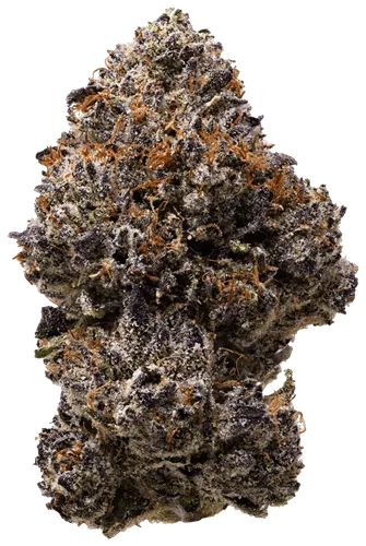 Product image of Candy Paint - Legendary - Dried Flower