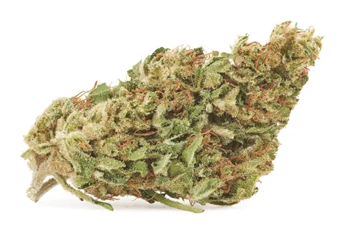 Day Dreamin' CBD Flower - Grown Here - Dried Flower