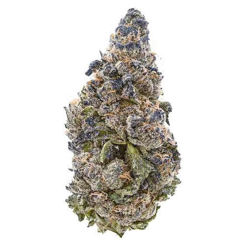Jigglers - Tribal - Dried Flower
