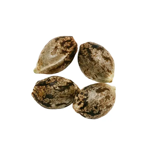 Product image of Headband - Pure SunFarms - Seeds