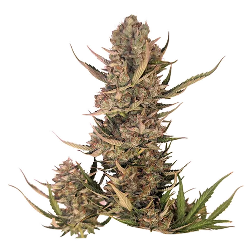 Product image of Pink Lemonade Auto - 34 Street Seed Co. - Seeds
