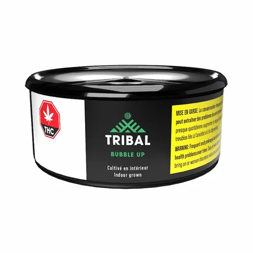 Bubble Up - Tribal - Dried Flower