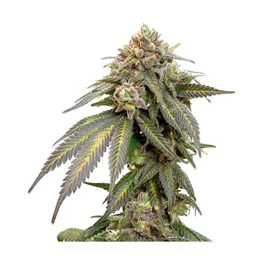 Product image of Error 504 - 34 Street Seed Co. - Seeds