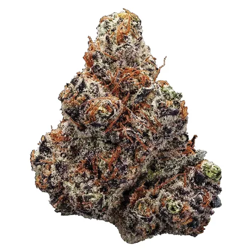 Northern Lights - Station House - Dried Flower