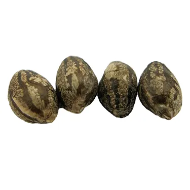 Product image of EVERE5T - erbaceous - Seeds