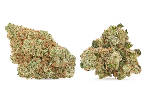 Flavours - Pistol and Paris - Dried Flower