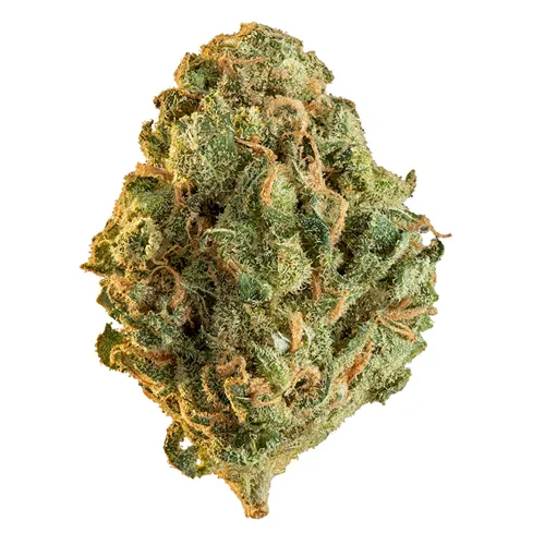 Limelight - Edison - Dried Flower