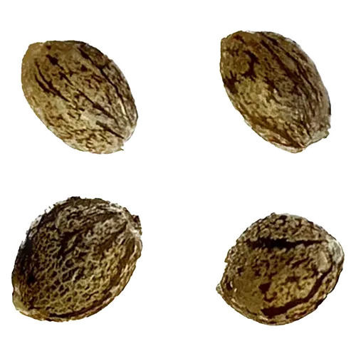 Product image of Auto Gorilla Grape Femilized - Automatic Ganja - Seeds