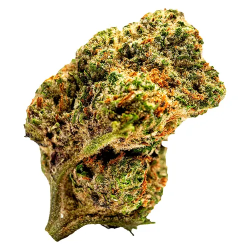 TIMEOFF - OMY! - Dried Flower