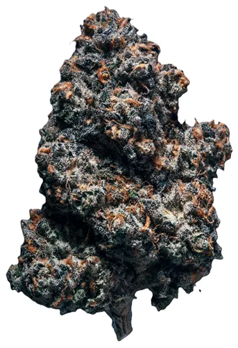 Lee Anne WoMac - BLK MKT - Dried Flower