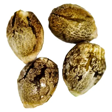 Product image of Gorilla Glue Feminized Auto Flowering - Camp River Cannabis - Seeds