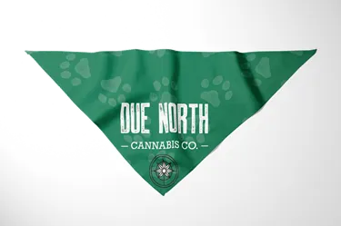 Product image of Pet Bandana, Green
