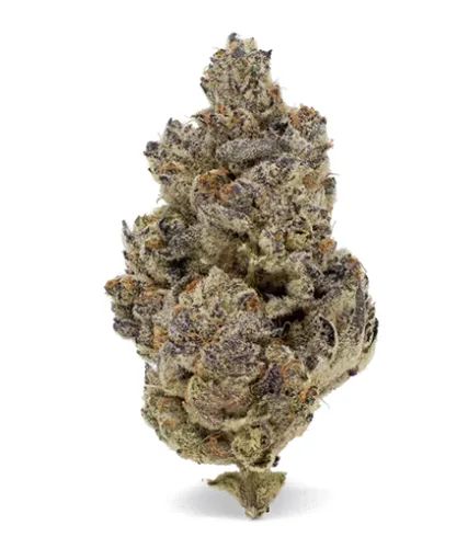 Product image of Cake Crasher - Naked Mummer - Dried Flower