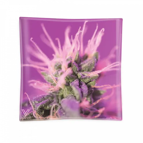 Product image of Glass Ashtray, Cannabis Strains