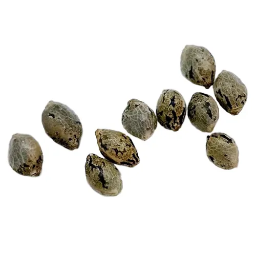 Product image of Apricot Kush Seeds (Regular) - Weathered Islands Craft Cannabis - Seeds